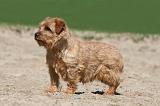 NORFOLK TERRIER 018